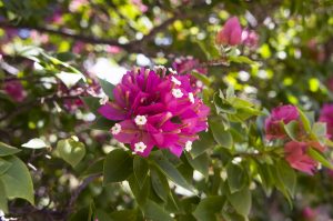 beautiful flowers