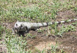 iguana