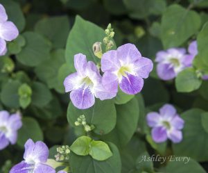 purple flowers