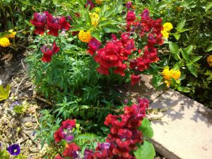 mixed flowers