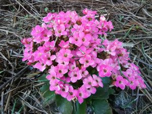 pink bouquet