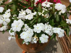 white flowers